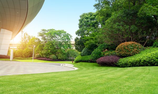 Commercial Shrub Trimming in Turlock