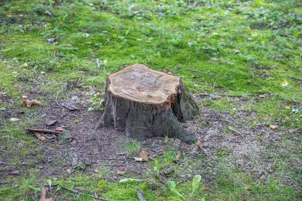 Bush Stump Removal in Turlock