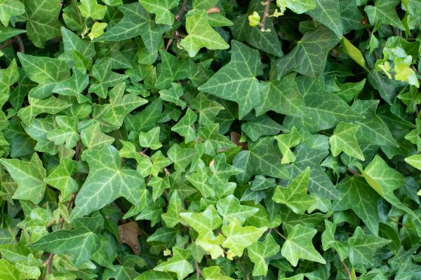 Cost of English Ivy Removal in Turlock