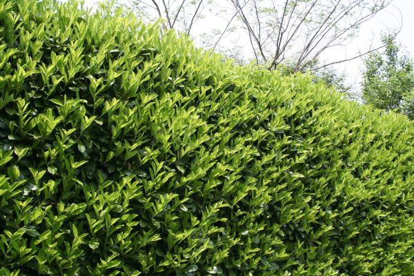 Cost of Laurel Removal in Turlock