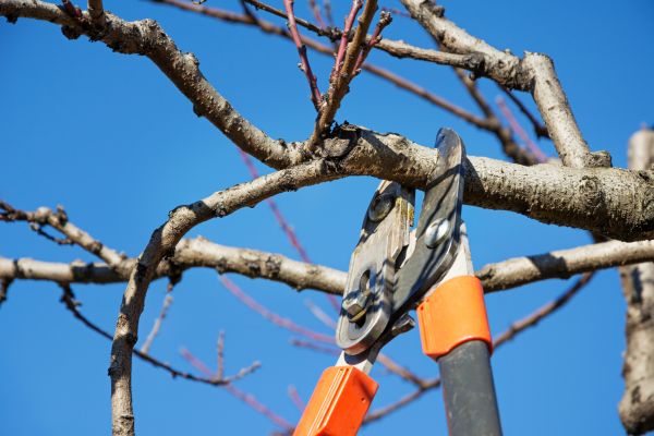 Cost of Pruning Service in Turlock
