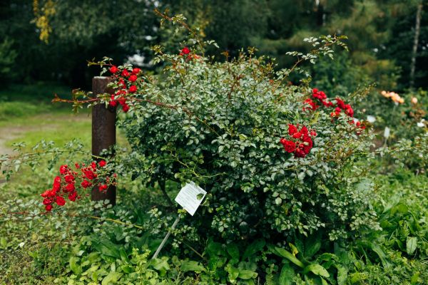 Cost of Rose Bush Removal in Turlock