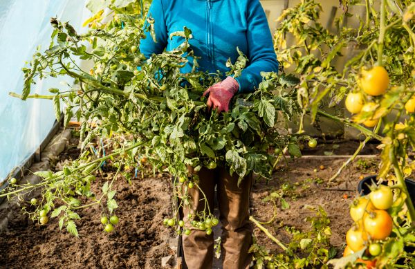 Cost of Garden Plant Removal in Turlock