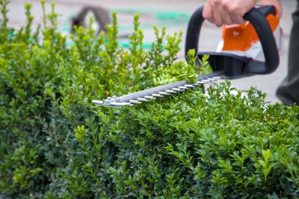 Hedge Shearing in Turlock