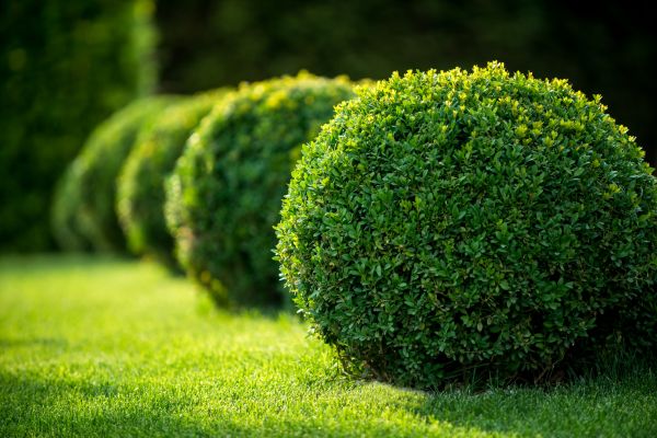 Cost of Bush Pruning in Turlock