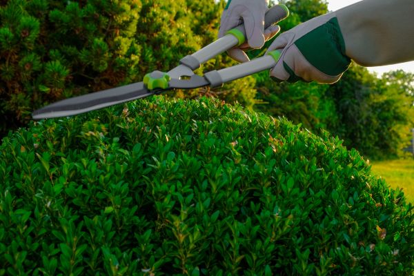 Cost of Topiary Shearing in Turlock