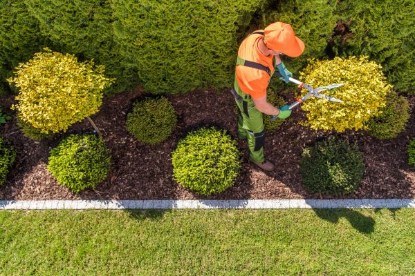 Cost of Topiary Trimming in Turlock