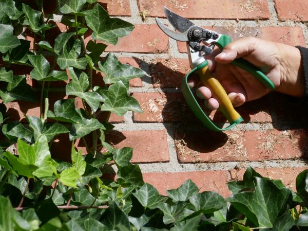 Cost of Ivy Removal Service in Turlock