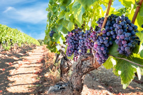 Cost of Grapevine Pruning in Turlock