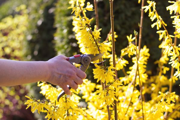 Forsythia Pruning in Turlock
