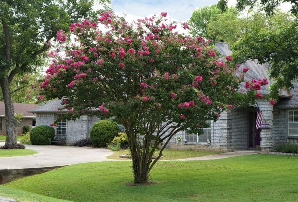 Crepe Myrtle Trimming in Turlock