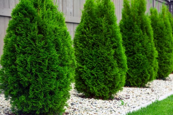 Cost of Arborvitae Removal in Turlock