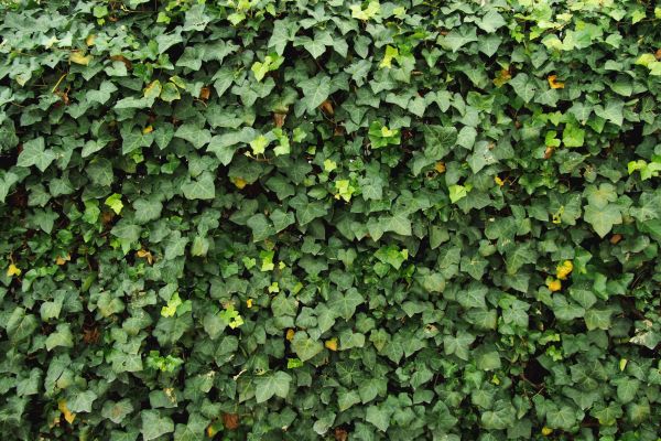 Cost of Ivy Pruning service in Turlock