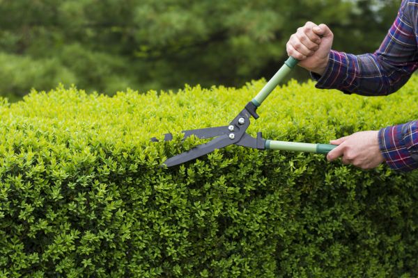Cost of Evergreen Shrub Pruning in Turlock