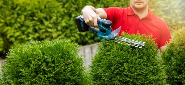 Cost of Hedge Shaping Service in Turlock