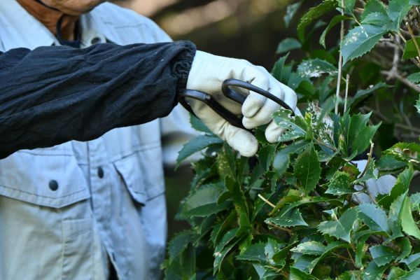 Holly Pruning in Turlock