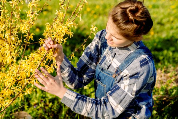 Forsythia Trimming in Turlock