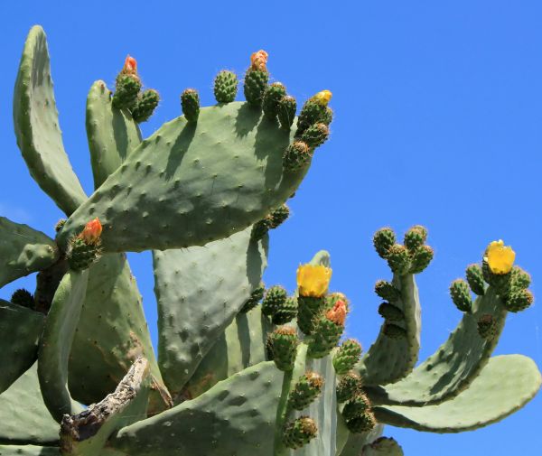 Cost of Cactus Removal in Turlock