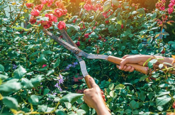 Knockout Roses Pruning in Turlock