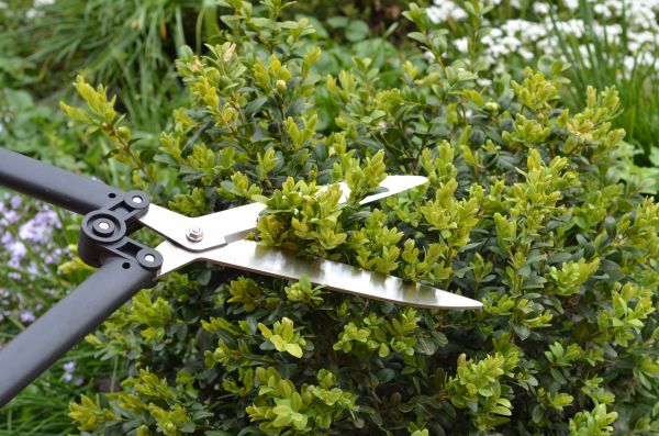 Cost of Boxwood Trimming in Turlock