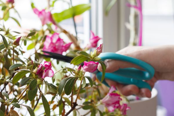 Azalea Pruning in Turlock