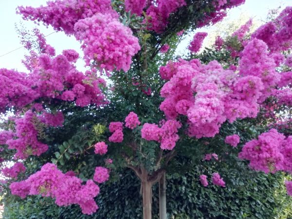 Crape Myrtle Pruning in Turlock
