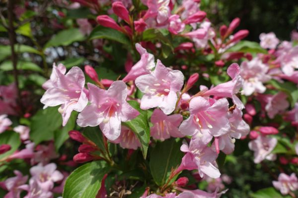 Cost of Weigela Pruning Service in Turlock
