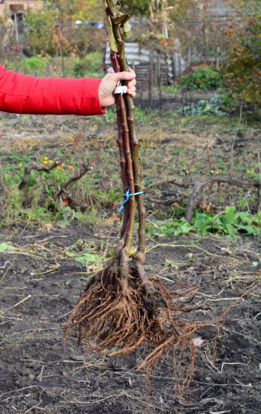 Cost of Shrub Root Removal in Turlock