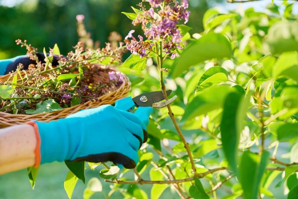 Cost of Lilac Trimming Service in Turlock