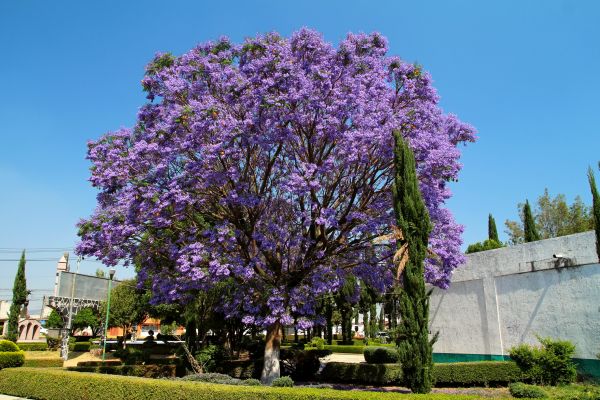 Cost of Jacaranda Pruning in Turlock