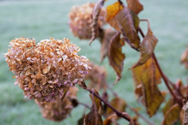 Cost of Hydrangea Removal in Turlock