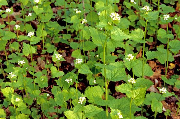 Cost of Garlic Mustard Removal in Turlock
