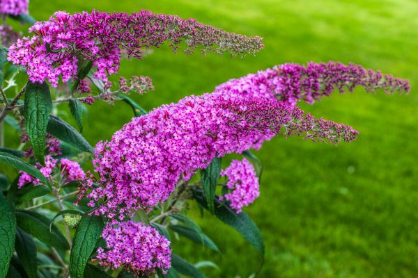 Cost of Butterfly Bush Removal in Turlock