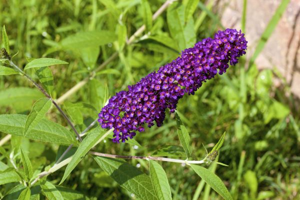 Butterfly Bush Pruning in Turlock