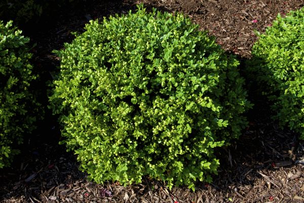 Cost of Boxwood Removal in Turlock