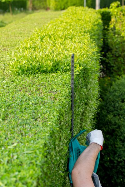 Hedge Trimming in Turlock