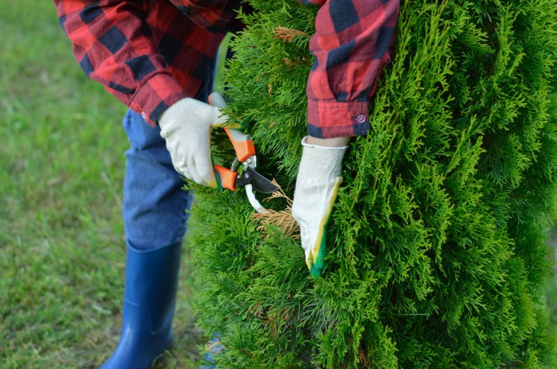 Arborvitae Pruning