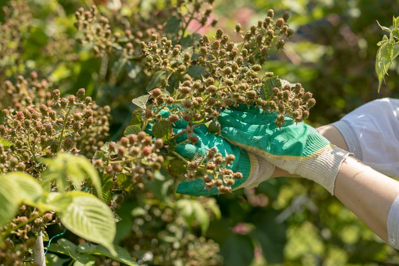 Preparing shrubs for winter